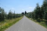 the road